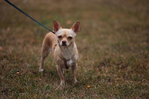 Descubriendo los retos de la gestión de equipos multiculturales: claves para el éxito en la diversidad